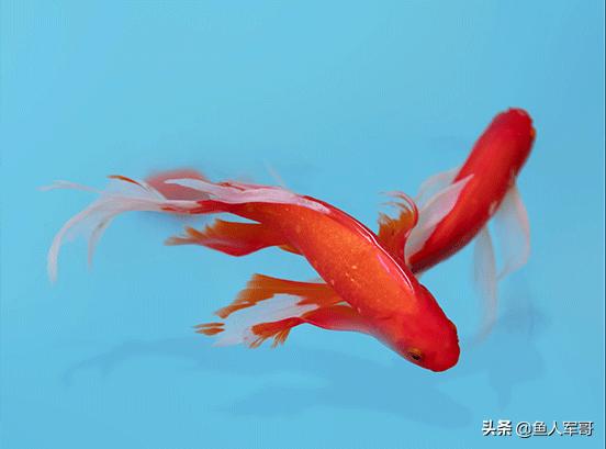 锦鲤鱼与什么鱼可以一起养,活宝石鱼锦鲤怎么养