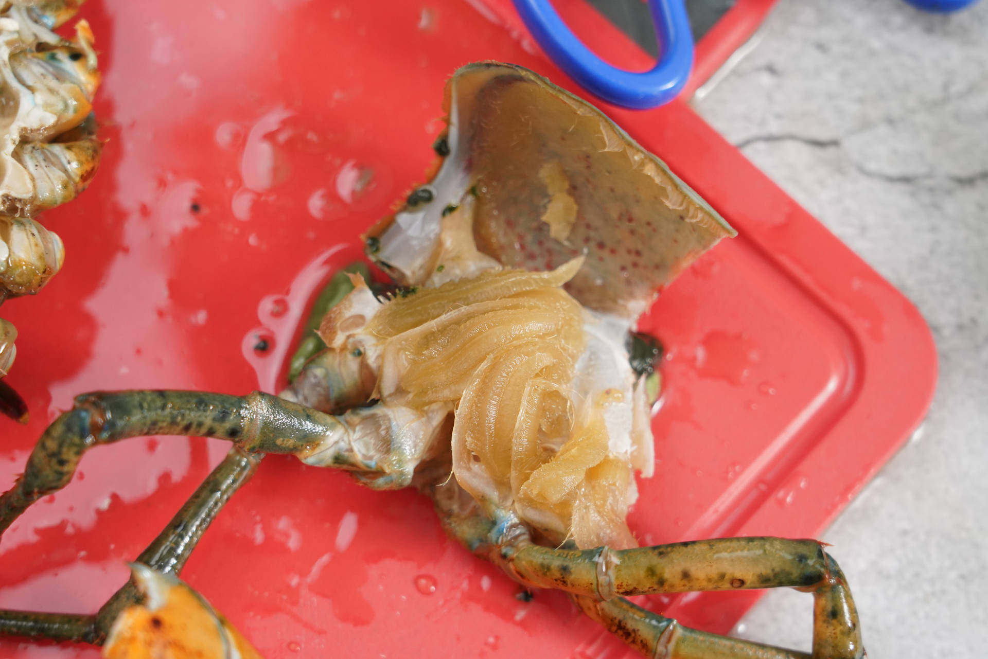 蒜蓉芝士焗龙虾的做法窍门视频,蒜蓉蒸波士顿龙虾的做法大全