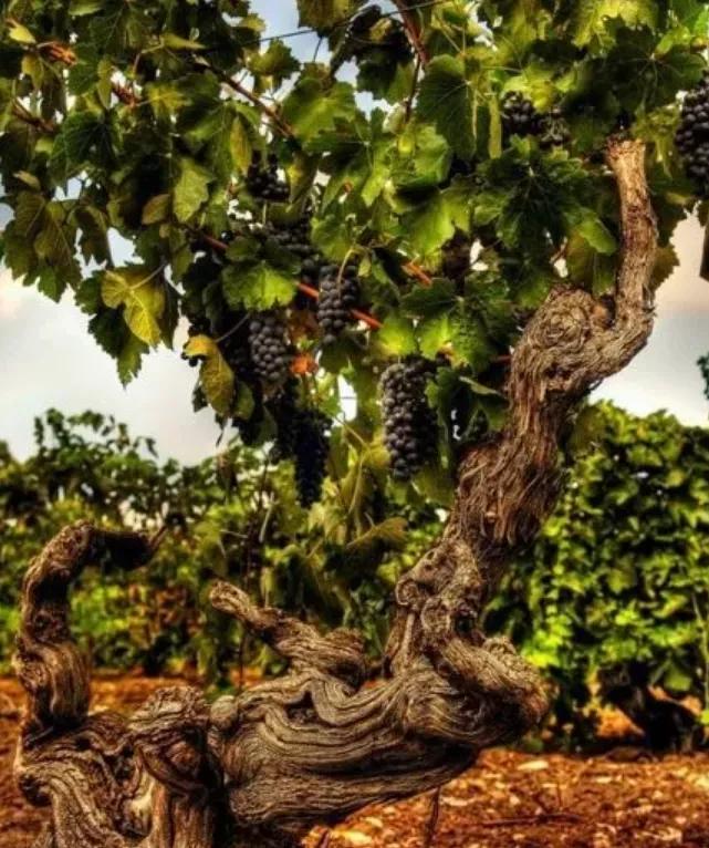 葡萄酒的起源视频,葡萄酒是怎么来的