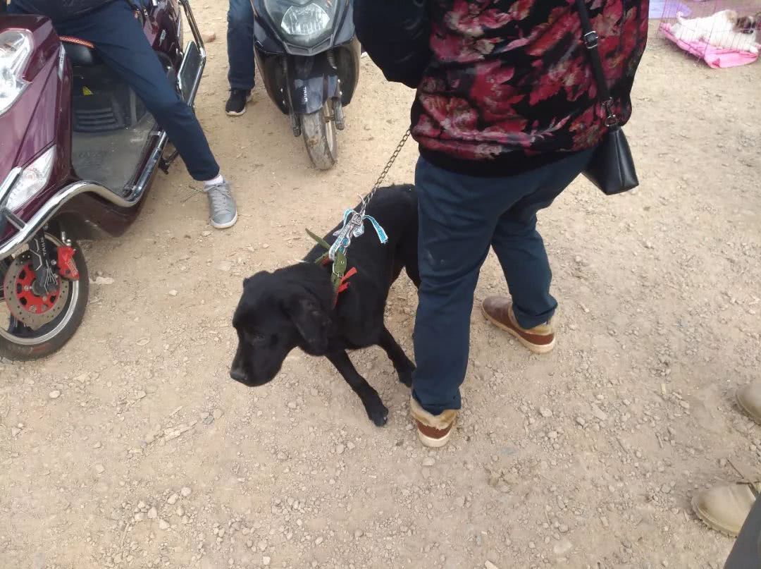 出售拉布拉多幼犬50元一只,黑色拉布拉多幼犬200元出售同城