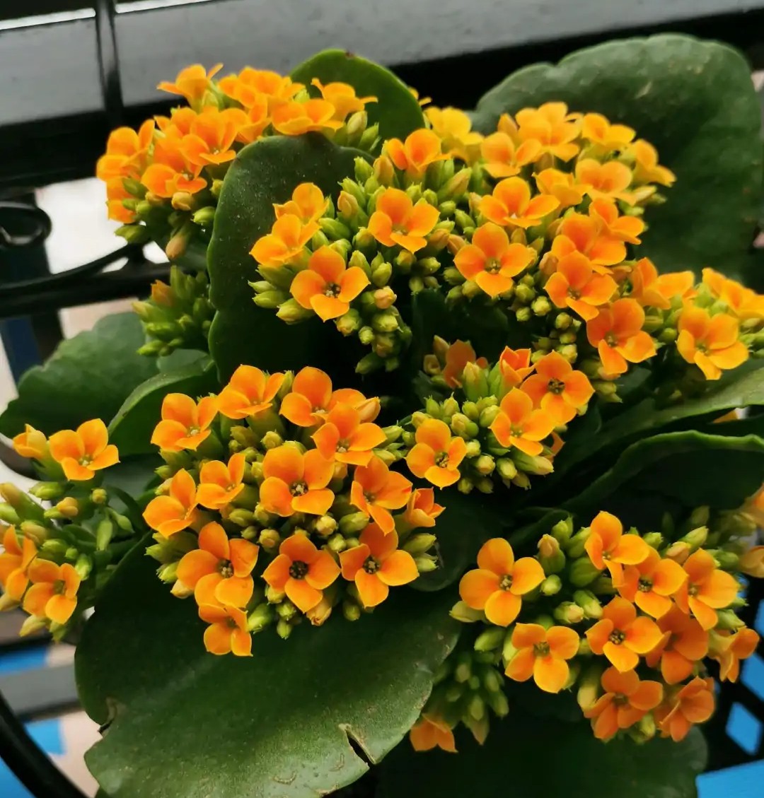 单瓣长寿花品种大全图,长寿花单瓣最好看的品种