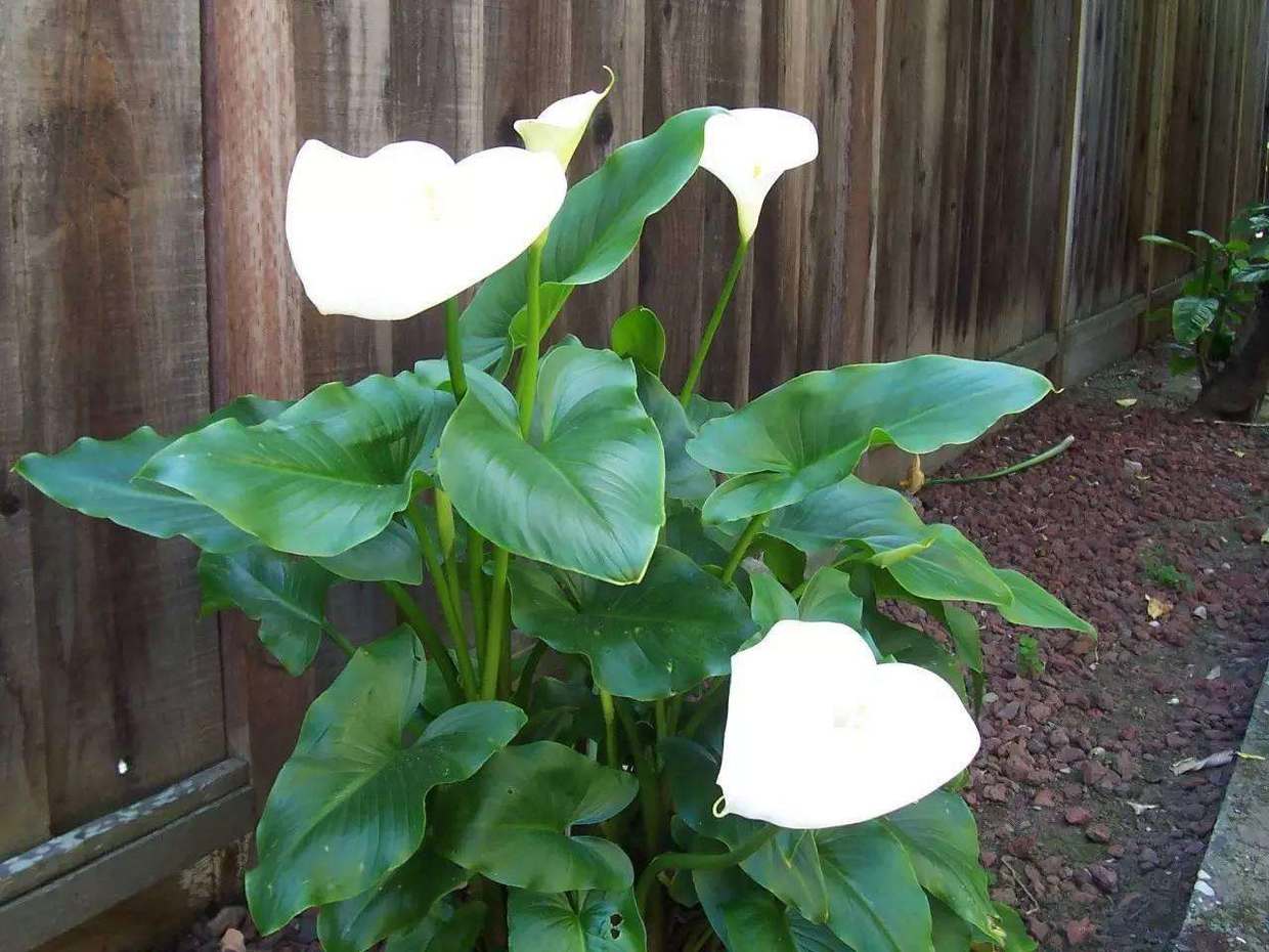 马蹄莲开花的寓意,马蹄莲开花是什么原因