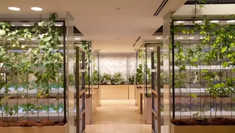 办公室里也能开挖掘机,办公室可以种葡萄