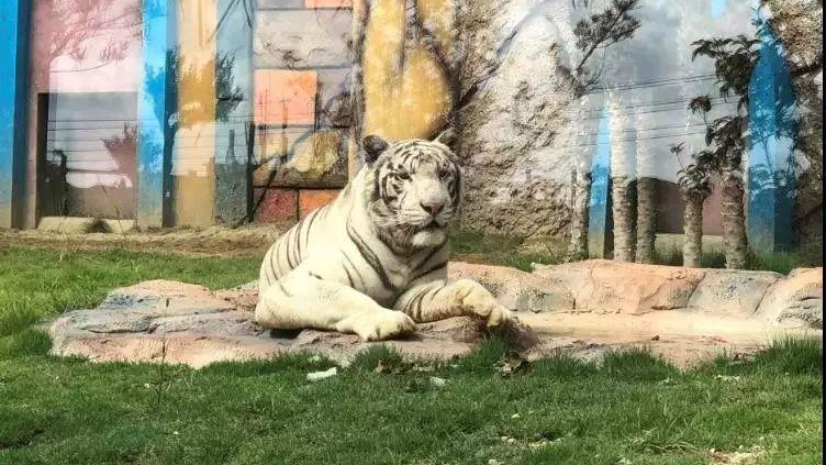 冬天去福清野生动物园,福建省福清永鸿野生动物园