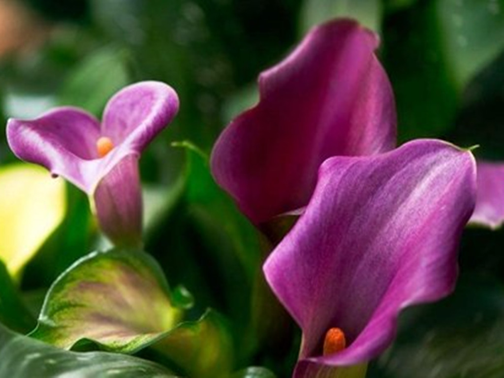 五种常见的球根花卉,哪些球根花卉会年年开花