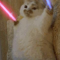 养了十几年的猫和男朋友分手了,女朋友要求丢掉养了3年的猫