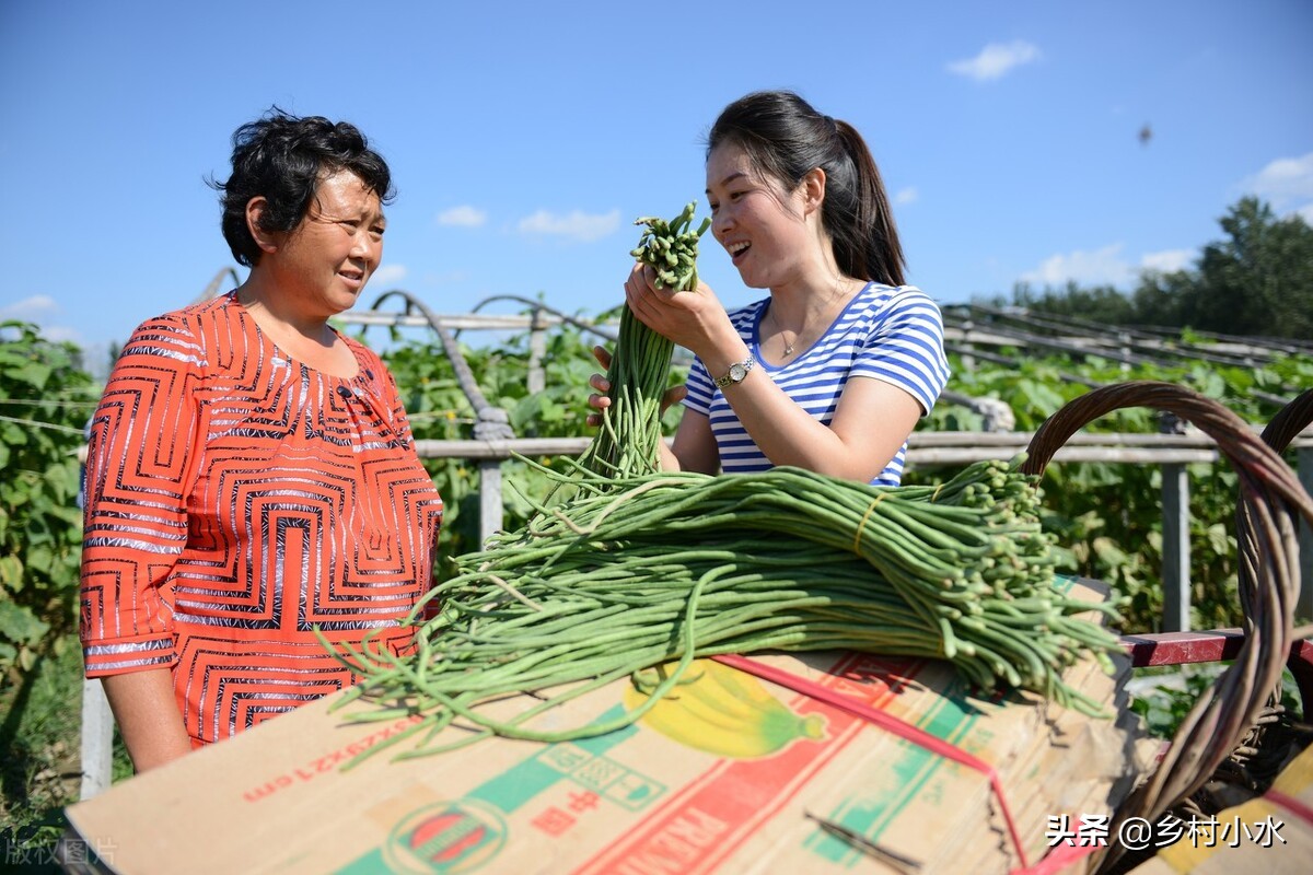 豇豆开花结荚的适宜温度,豇豆二次开花结荚如何管理