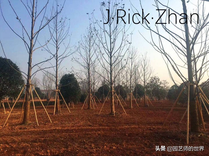 适合北方庭院种植的低矮草坪,家庭庭院怎样混搭种植草坪和蔬菜