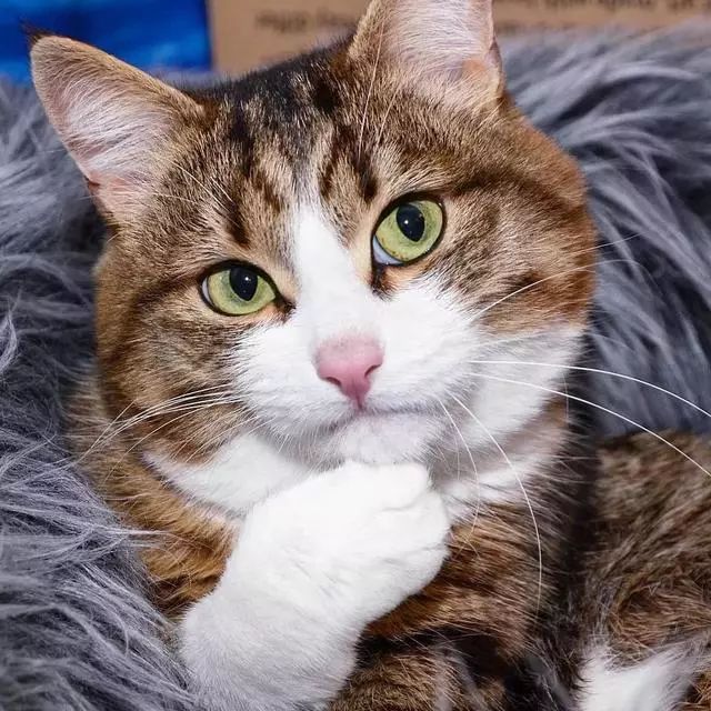 猫长期打喷嚏流鼻涕是什么病,猫咪打喷嚏流眼泪是猫鼻支吗