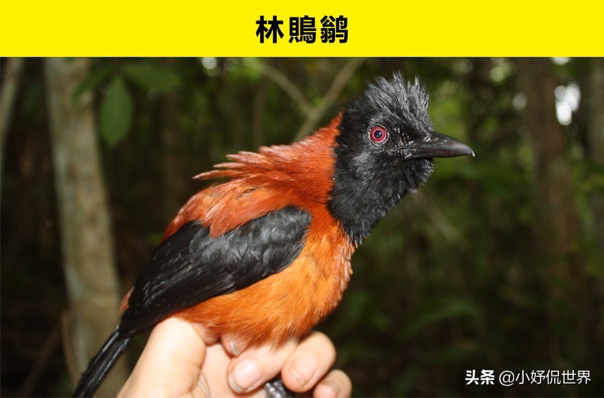 10种动物并没有你想象的那么危险,十种最可怕的动物但很可爱