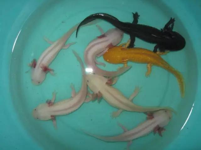 罕见奇特的双头龙鱼,背鳍变异龙鱼图片