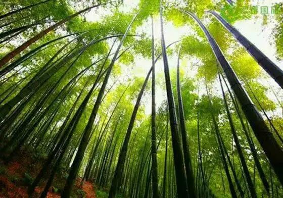 竹子开花，百年难遇的奇闻怪事，生命的最后绽放