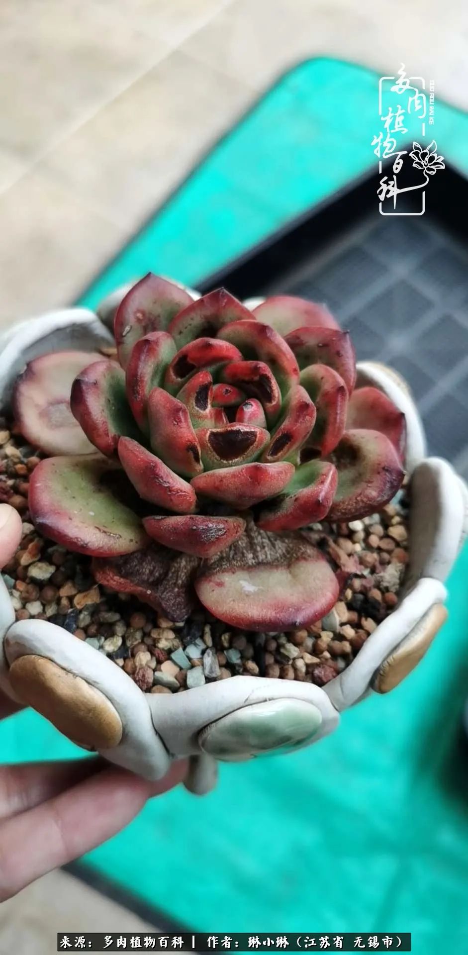 又到多肉变美时，一切都鼓励我积极向前