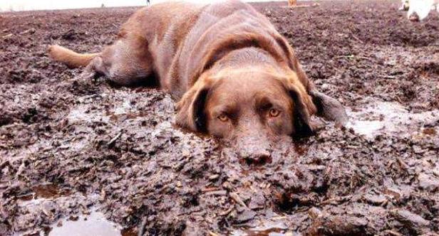 为什么狗狗不能经常洗澡,为什么狗狗讨厌洗澡的吹风机