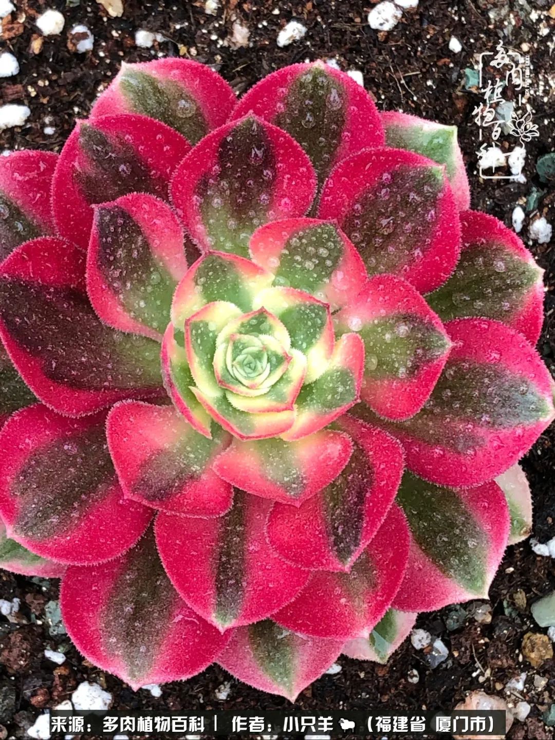 多肉像葡萄一样,多肉像铃兰一样