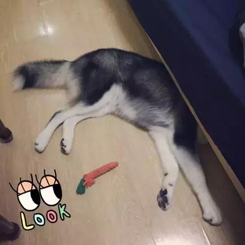 狗狗为什么喜欢钻到床底下,狗狗躲到床底下不出来怎么办