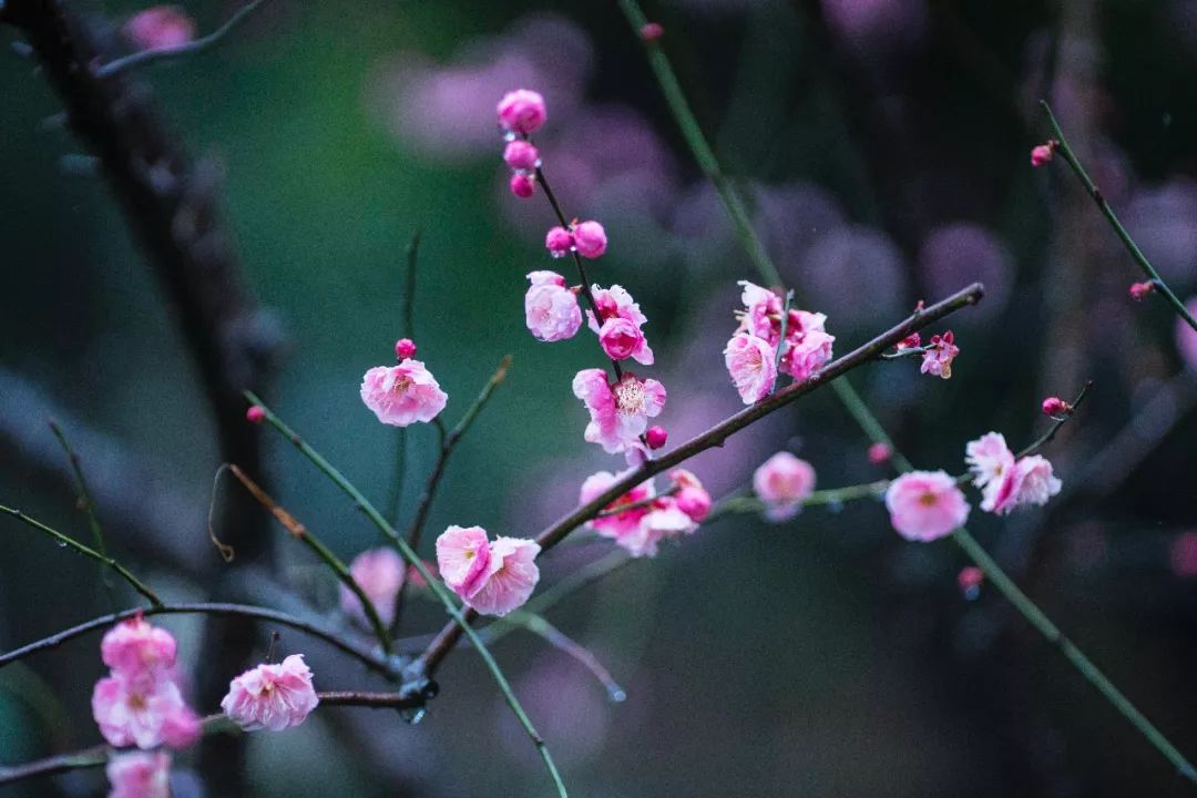 江南三大梅园,杭州江南三大梅花