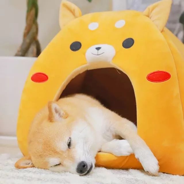 比人还会拍照的狗，简直萌炸朋友圈了