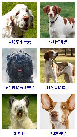 狗狗品种大全及图片超可爱宠物狗,宠物狗的常见品种名称大全