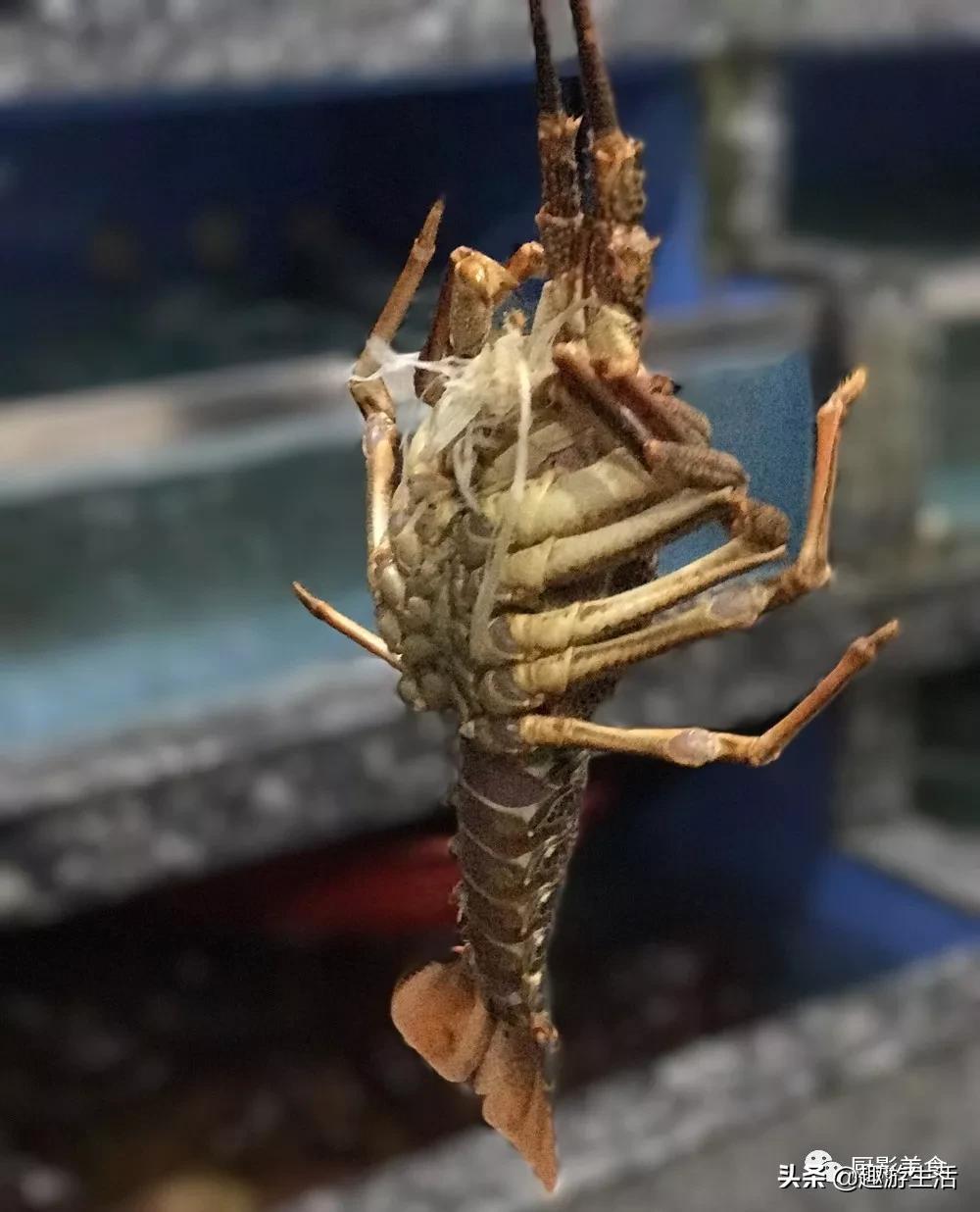 世界上的各种龙虾,世界上最大龙虾