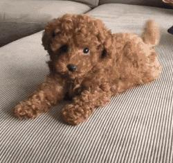 泰迪犬吧唧嘴什么意思啊,泰迪犬的5种性格