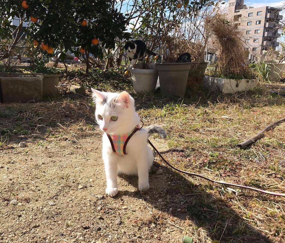 猫球虫症状怎么治疗,猫球虫病是怎么导致的