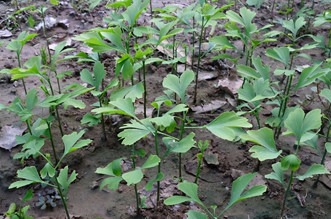满大街的银杏树到底濒危在哪里,银杏树为什么濒临灭绝