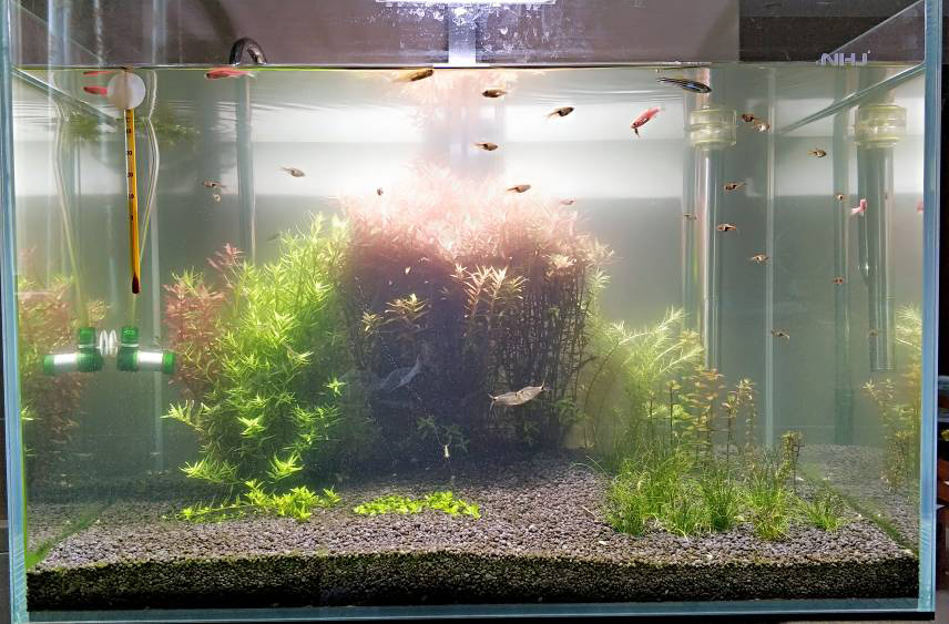 新开草缸水浑浊发白多久能清澈,刚开缸的鱼缸水浑浊怎么解决