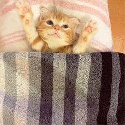 猫咪的尿道阻塞到底是什么？