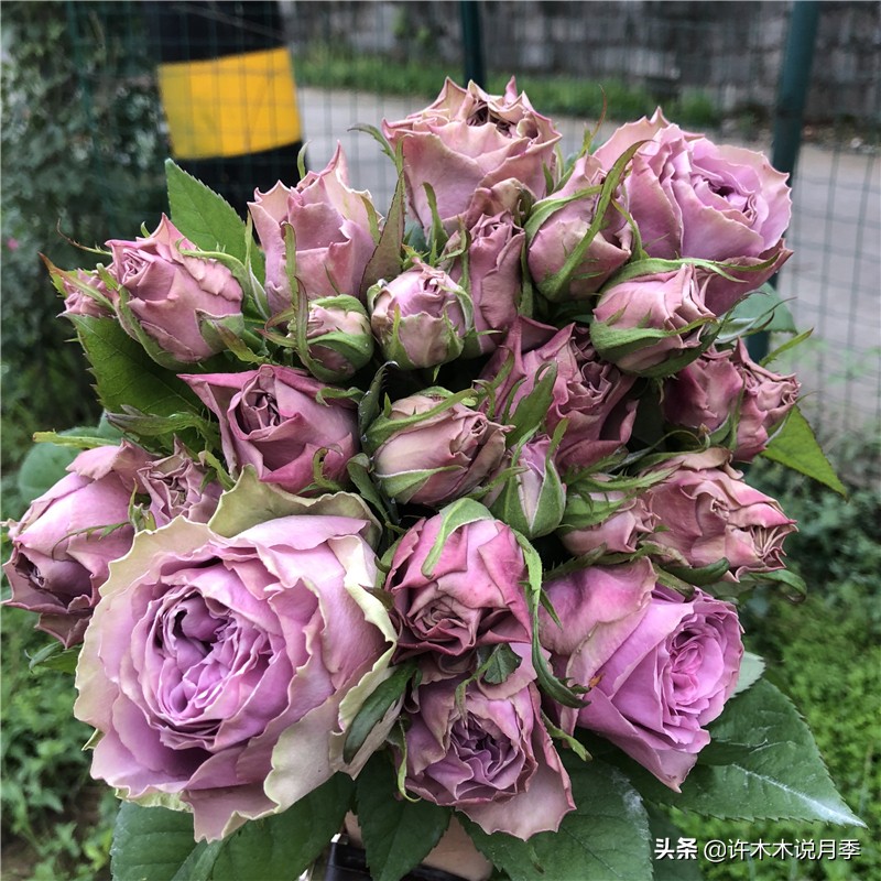 月季根瘤预防,月季根瘤传染别的植物吗