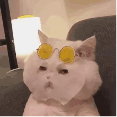 猫最好用什么猫窝,各种猫窝的视频大全