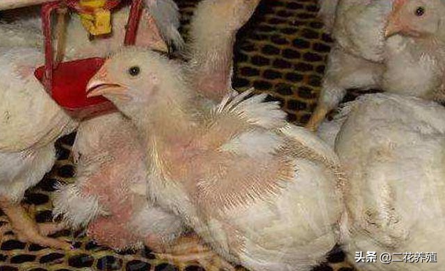 鸡支原体感染的特效药,治疗鸡支原体用什么药