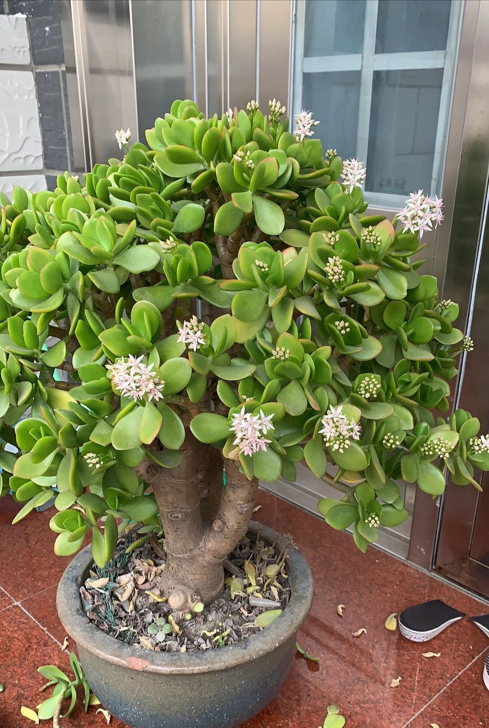 玉树叶子发黄的原因有这5点,合理养护可使其叶子绿得油光发亮