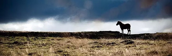 赏“北欧名骏”,感受不一样的随兴旅程