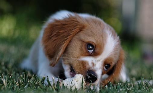 狗狗耳朵有异味发臭用什么药,狗狗耳朵发臭怎么办