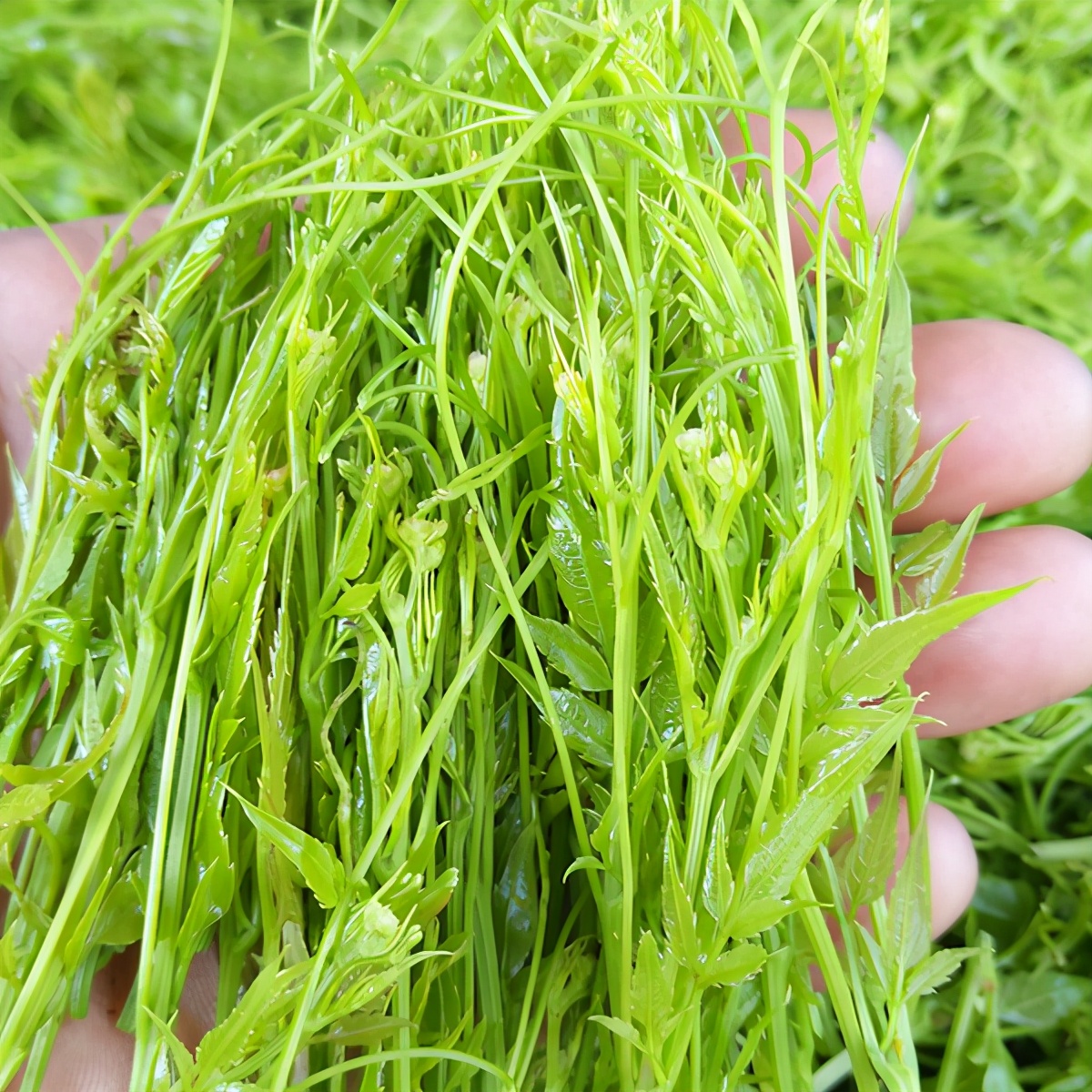 张家界莓茶到底要不要洗茶,张家界的莓茶真的效果那么好吗