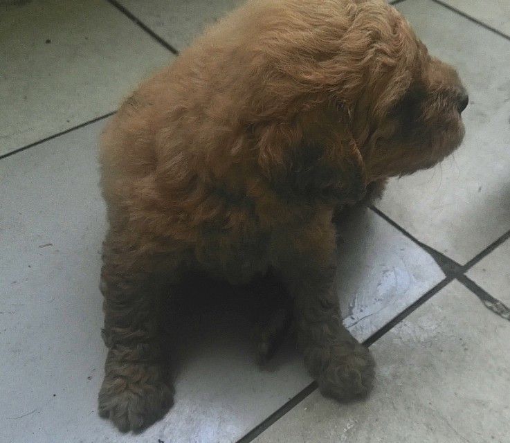 车把狗压死了主人痛哭,狗被车压死坐地痛哭