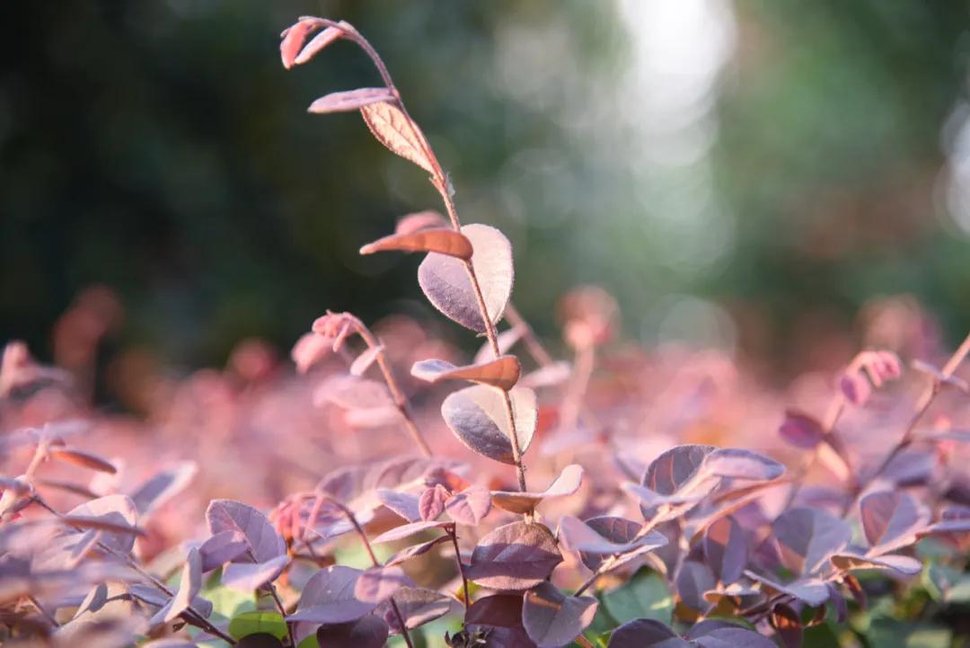 托普学院苏州,苏州托普信息职业技术学院怎么样