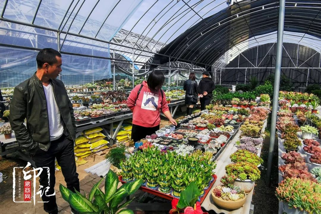 商丘道北花鸟批发市场,商丘花鸟宠物市场