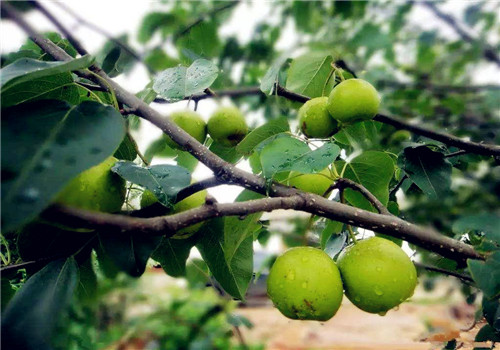 梨树防黑星病,梨树黑星病怎么治