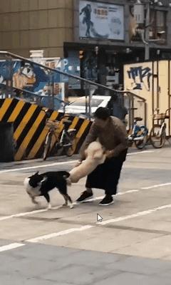 狗狗交配途中被打断，会带来什么影响？