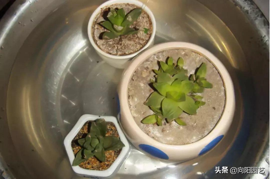 制作简易定时浇水装置,出门一个月的懒人浇水神器制作