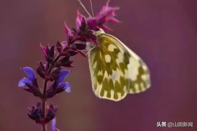人间四月春暖花开散文,最美人间四月天优美散文