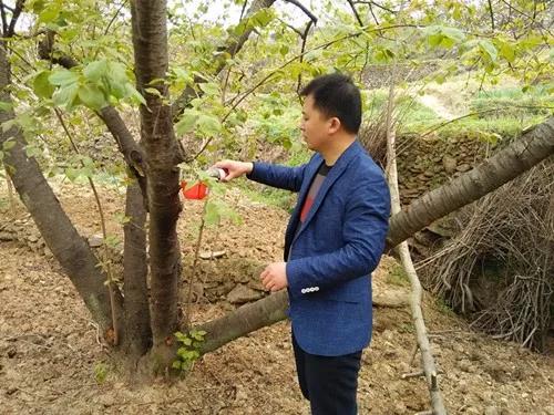 防治樱桃果蝇最佳时间怎么防治,樱桃里的果蝇幼虫人吃了危害大吗