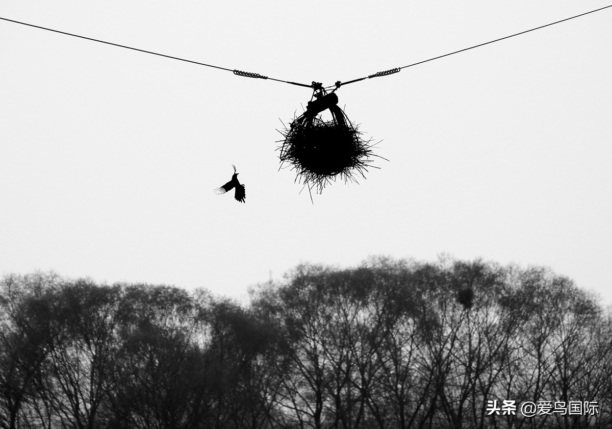 观鸟作品,观鸟优秀作品