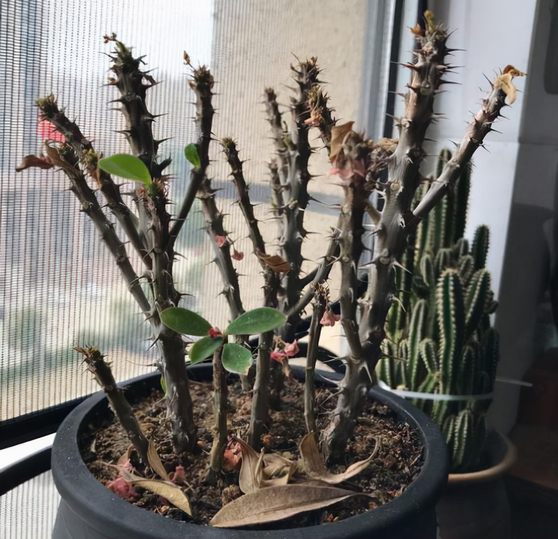 22种花耐旱耐热,天冷种花要注意什么