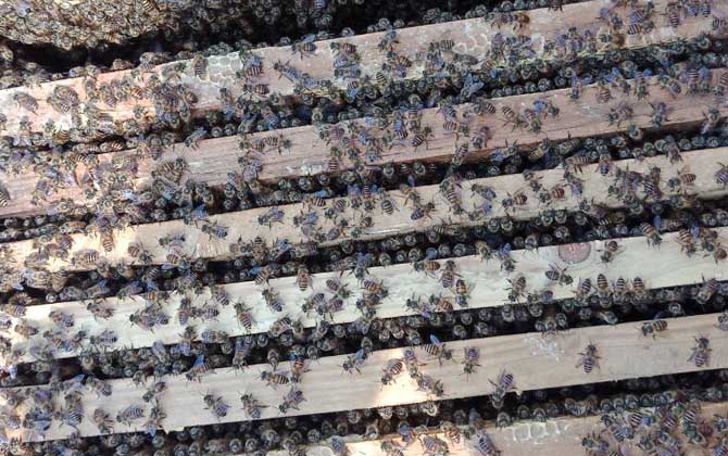 蜜蜂生棉虫用什么药,蜜蜂生棉虫用什么药消灭