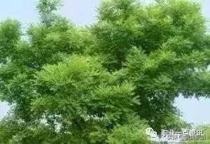 泊头市顺景苗木种植场,泊头园林苗木