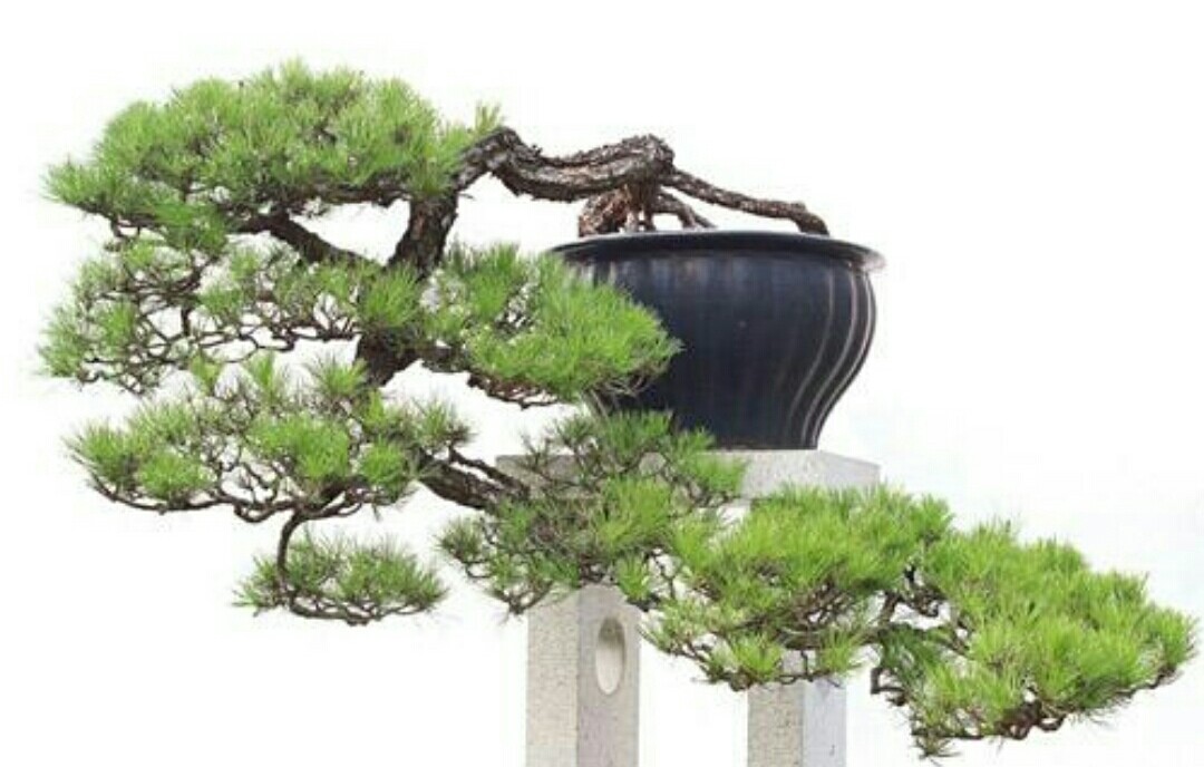 山松盆景如何弯曲,高桩山松盆景造型