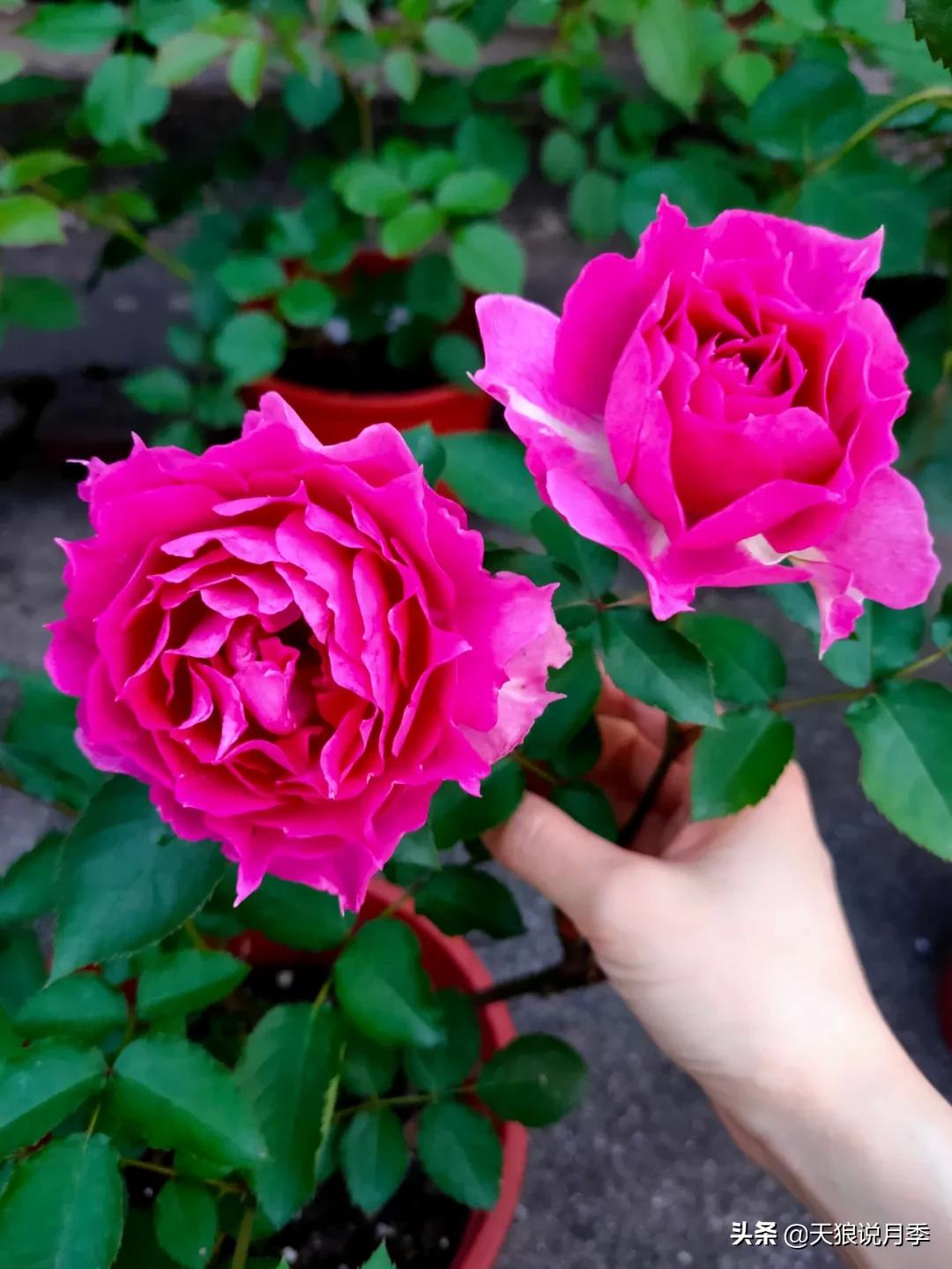 月季花是时候展现真正的技术了 (开春的第一波月季花就这么过去了)
